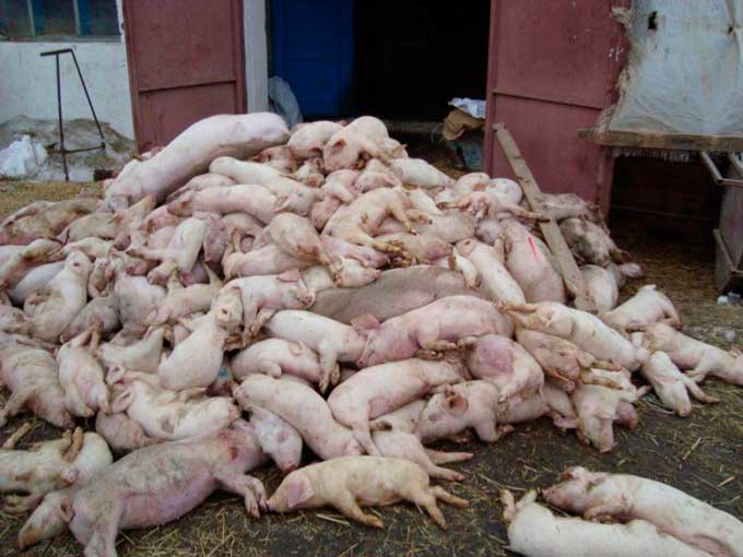 Торік через АЧС Закарпаття втратило майже 40% індустріального поголів’я свиней
