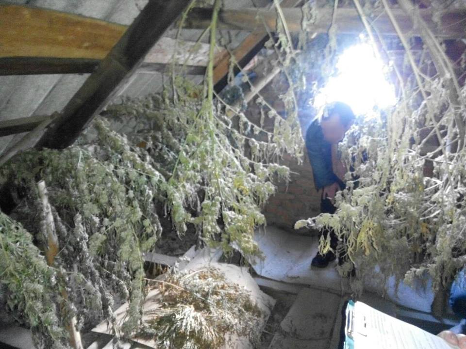 На горищі будинку в Іршаві знайшли майже 200 висушених рослин конопель, а в хаті – півкілограма марихуани (ФОТО)