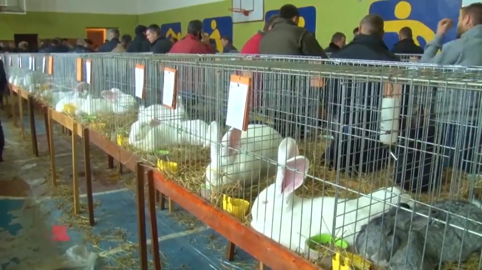 На виставці в Ужгороді  презентують 200 кролів 20-ти порід (ВІДЕО)