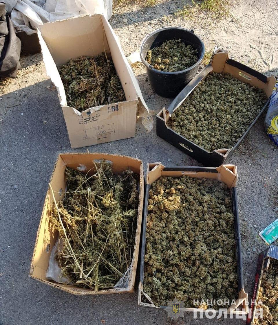 За 4 місяці на Закарпатті вилучили 3 тисячі нарковмісних рослин та 134 кг марихуани (ФОТО, ВІДЕО)
