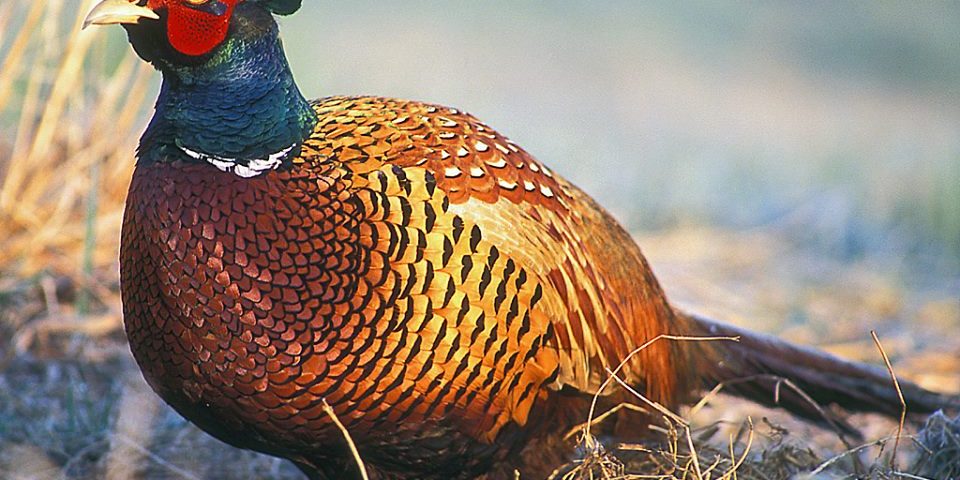 На Закарпатті стартує сезон полювання на фазана