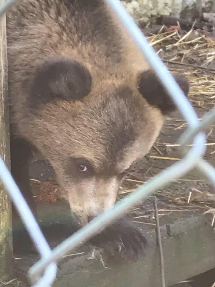 У реабілітаційному центрі для ведмедів в НПП "Синевир" з'явилося ведмежа, матір якого вбили браконьєри. 