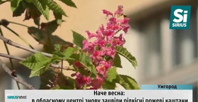 В Ужгороді розквітли рожеві каштани (ВІДЕО)