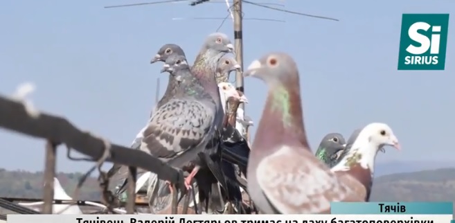 Мешканець Тячева обладнав на даху п'ятиповерхівки житло для 200 голубів (ВІДЕО)