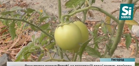 На площі Петефі в Ужгороді дозрівають висаджені жартома помідори (ВІДЕО)