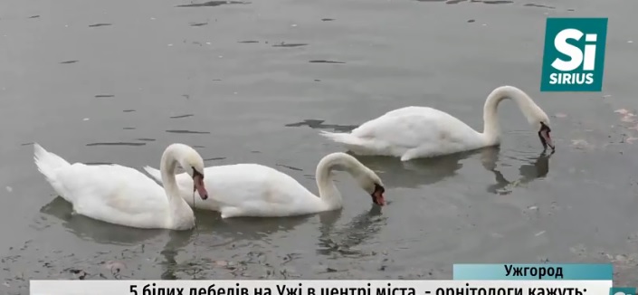 На Уж в Ужгороді прилетіли 5 білих лебедів (ВІДЕО)