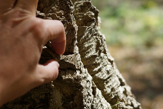 На Воловеччині росте понад 30 коркових дерев, до яких веде екологічна стежка (ВІДЕО)