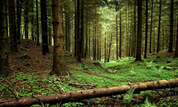 На Закарпатті хочуть заповісти лісовий заказник "Тересвянська долина"