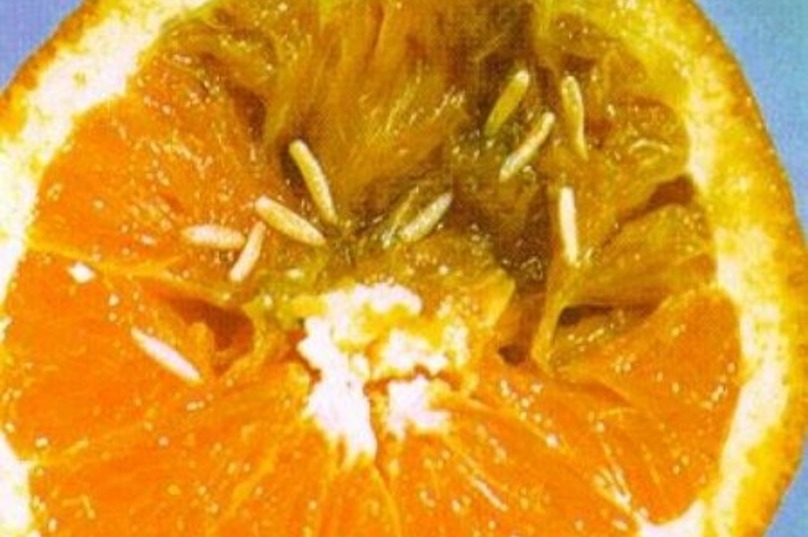 На Закарпаття з Італії ввозили мандарини з черв'яками (ФОТО)
