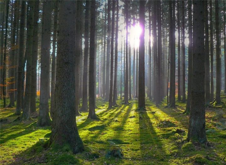 Апеляційний суд підтвердив законність повернення державі 2 га земель лісу неподалік курорту в Косині на Берегівщині