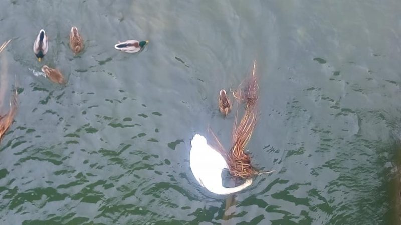 ФОТОФАКТ. Під пішохідним мостом в Ужгородіі знайшли мертвим одного з лебедів