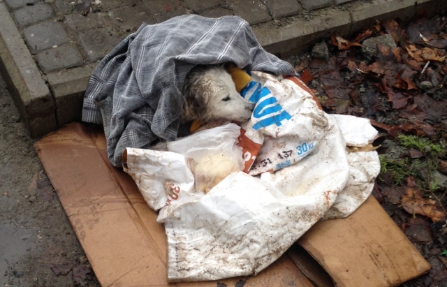 У Мукачеві травмованого собаку викинули на смітник (ФОТО)