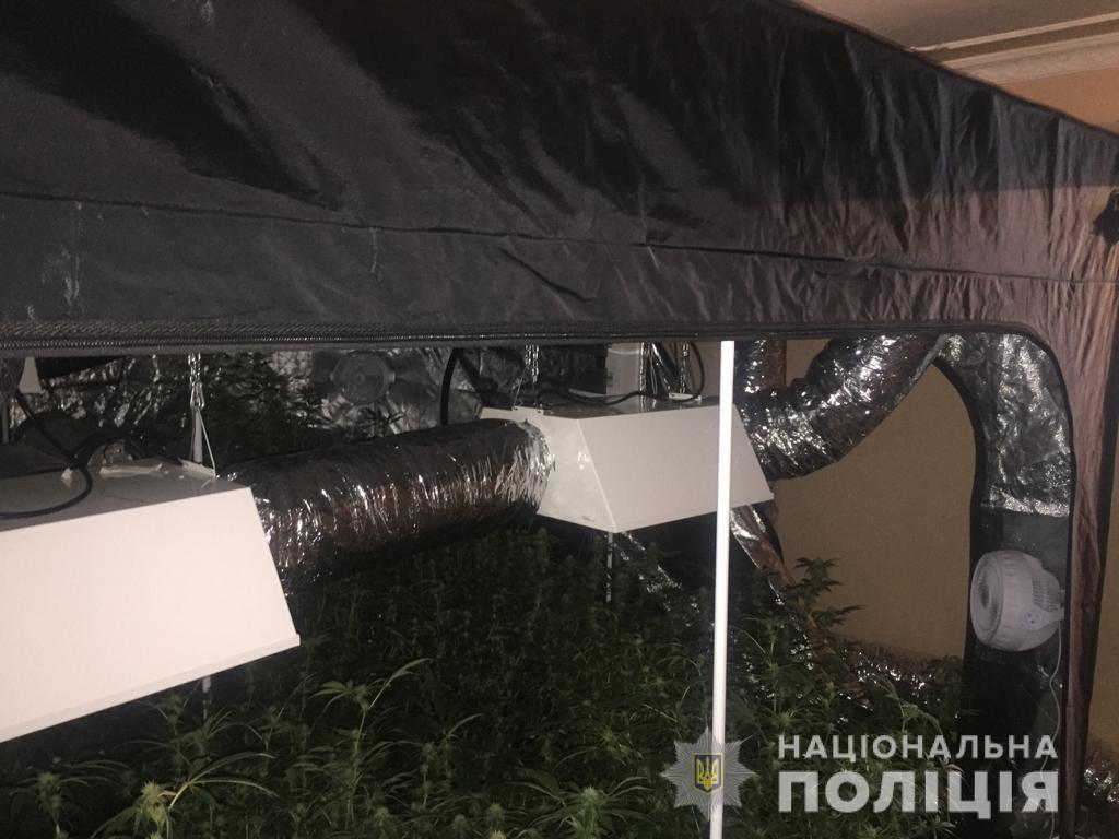 У будинку фігуранта "закарпатського" наркозлочину на Сумщині виявили близько сотні вазонів із коноплями та спеціальне обладнання (ФОТО)