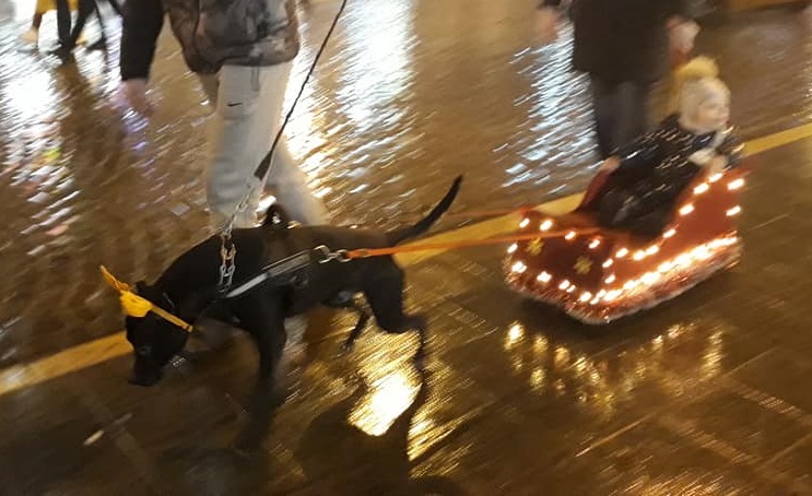 ФОТОФАКТ. В Ужгороді дітей на санках на колесах катає собака з оленячими ріжками
