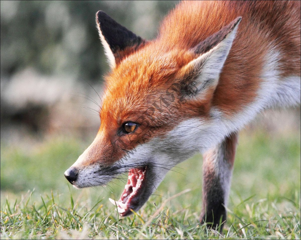 На Берегівщині мисливці застрелили скажену лисицю
