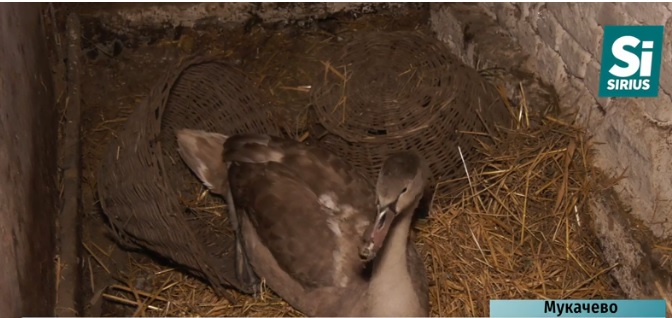 Мукачівська родина врятувала від загибелі дикого лебедя (ВІДЕО)