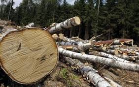 На Рахівщині судитимуть підприємця, підозрюваного у незаконній порубці дерев вартістю понад 650 тис грн