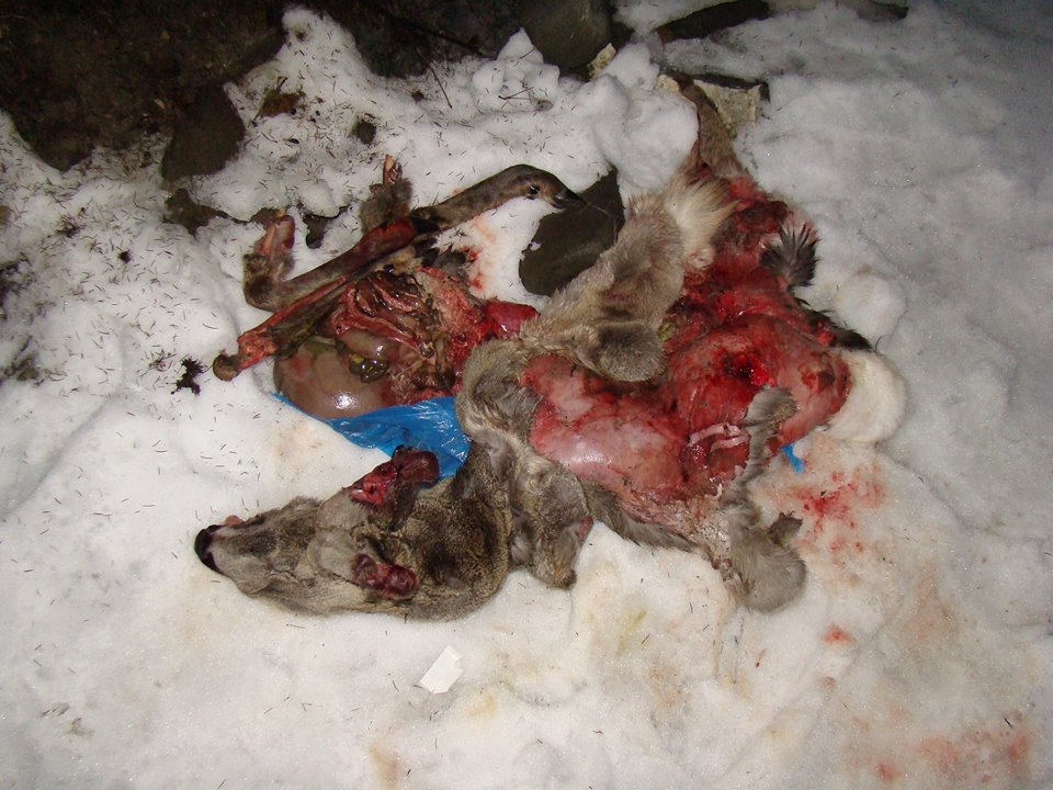 На Рахівщині знайшли рештки вбитої браконьєрами козулі, яку вчора "не могли відшукати" лісівники Мурги (ФОТО)