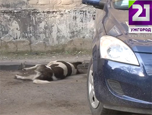 В Ужгороді труять безпритульних собак (ВІДЕО)