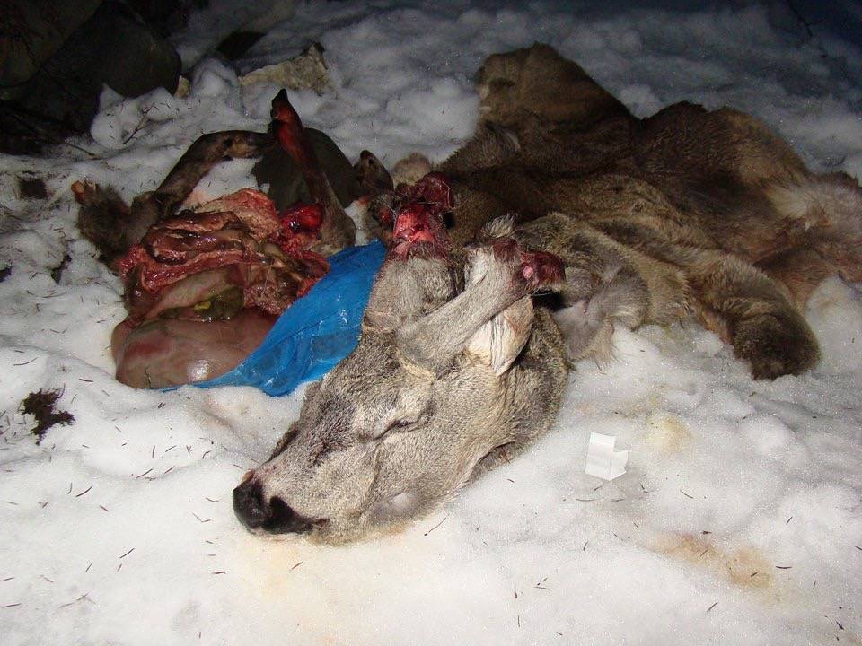На Закарпатті знову знайдено вбиту браконьєрами тварину (ФОТО)