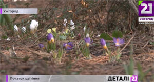 Ботсад УжНУ в Ужгороді квітне двома десятками видів первоцвітів (ВІДЕО)