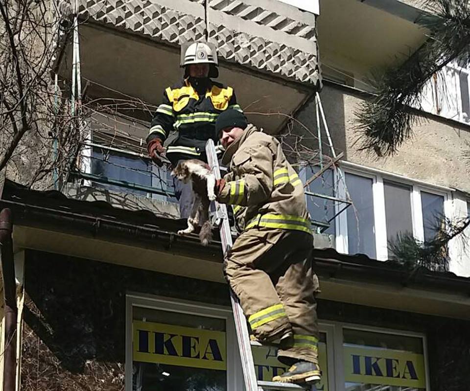 В Ужгороді рятувальники знімали з даху магазину двох котів, що випали із квартири багатоповерхівки (ФОТО)