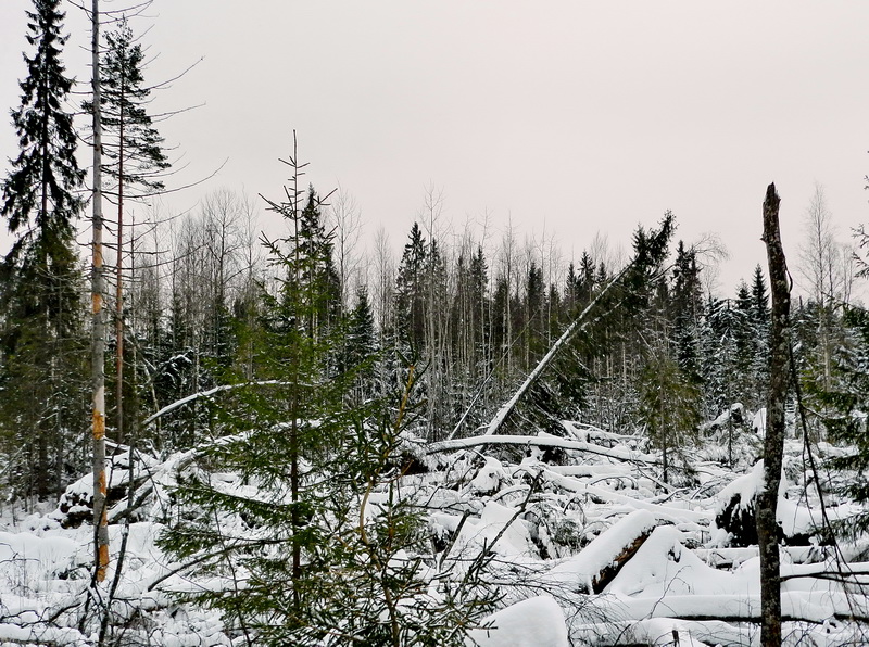 У березні вітровал пошкодив понад 1000 гектарів лісфонду Закарпаття – ЗОУЛМГ