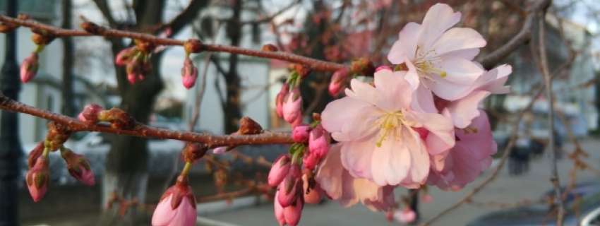 У Мукачеві встановлять камеру, щоби спостерігати за цвітінням сакури онлайн
