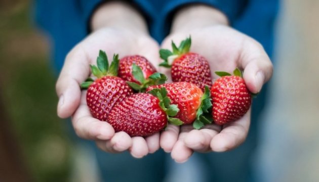 Закарпатські виробники анонсують хороший урожай і зниження ціни на полуницю