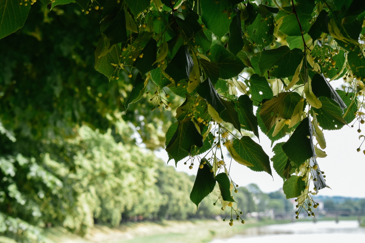 В Ужгороді вже цвіте найдовша в Європі липова алея (ФОТО)