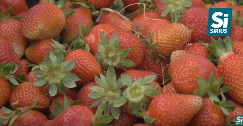 На фермі під Мукачевом збирають до шести тонн полуниці за сезон (ВІДЕО)