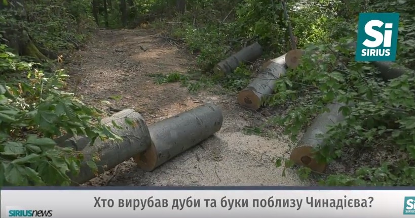 Попри заборону на рубку в "сезон тиші" на Мукачівщині надалі ріжуть дерева (ВІДЕО)