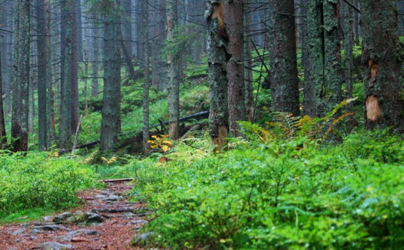 У лісі поблизу Ужгорода під час прогулянки заблукала 13-річна дівчина