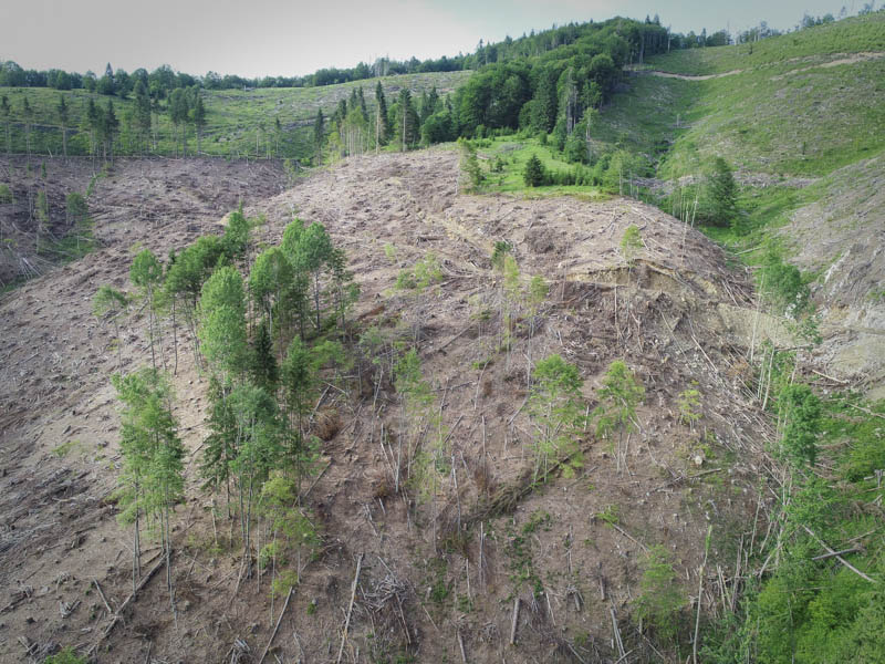 "Лісову варту", Держекоінспекцію та журналістів вразили масштаби суцільних вирубок в Мокрянському ЛМГ (ФОТО)