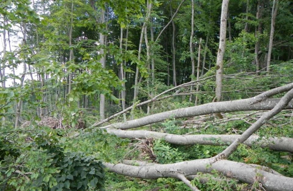 На Свалявщині через стихію повалено 7,5 гектарів лісу