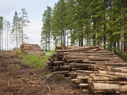 У лісгоспі на Хустщині завдали шкоди лісу на понад 237 тис грн, оштрафовано 61 посадовця