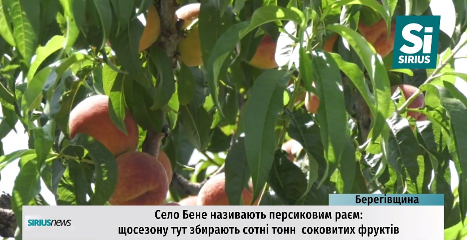 У Бене на Берегівщині збирають рекордні персикові врожаї (ВІДЕО)