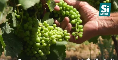 Спадковий виноградар із Берегівщини береже закарпатські виноробні традиції та навчає цій справі синів (ВІДЕО)
