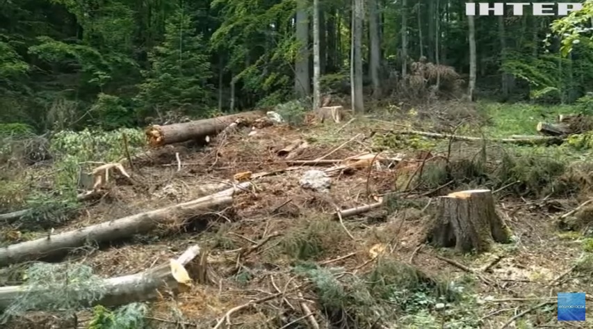 На Закарпатті лісники заявили про незаконні рубки в Карпатському біосферному заповіднику (ВІДЕО)
