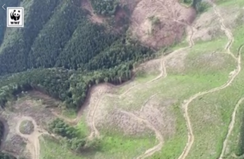 WWF показав відзняті з дрона масштаби вирубки лісу в Усть-Чонянському лісництві на Тячівщині (ВІДЕО)
