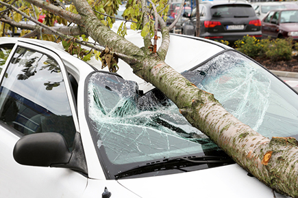 В Ужгороді повалені негодою дерева пошкодили Mercedes-Benz, Mitsubishi Colt та ВАЗ
