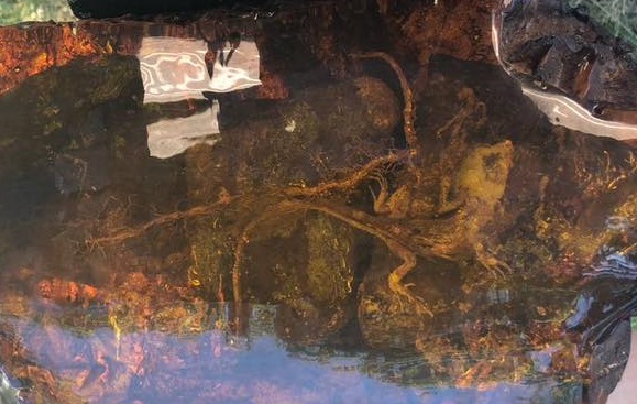 Нардеп Розенблат заявив, що передав музею на Закарпатті велетенський шмат бурштину з ящіркою всередині (ФОТО)