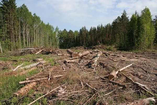 Порівняно з 2015 роком вирубка лісу на Закарпатті зменшилася на 15% – ОДА