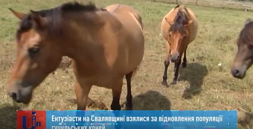 На Свалявщині відновлюють популяцію гуцульських коней (ВІДЕО)
