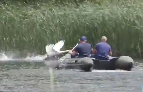 В Ужгороді на "Кіпічці" рятувальники безрезультатно намагалися допомогти лебедю з рибальською снастю на лапі (ВІДЕО)