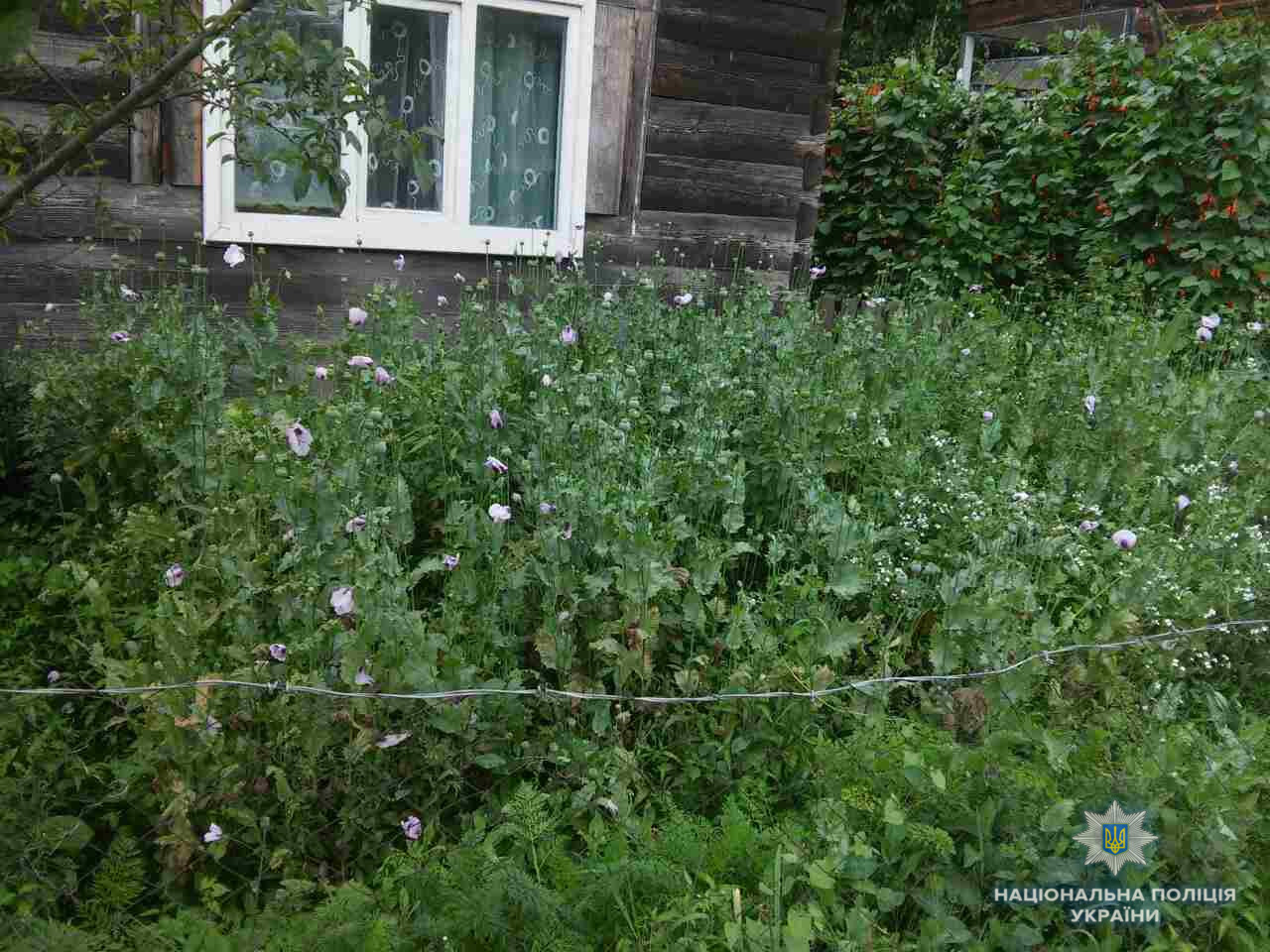 Біля хати жителя Видрички на Рахівщині виявили 194 рослини маку (ФОТО)