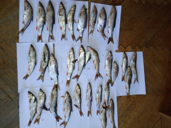 За вилов червонокнижної риби на Закарпатті порушники сплатять понад 12 тис грн (ФОТО)