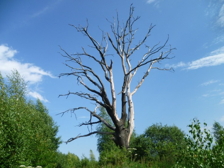 В Ужгородському лісгоспі говорять про всихання 155 га дуба, 69 га ясена та 61 га – каштана