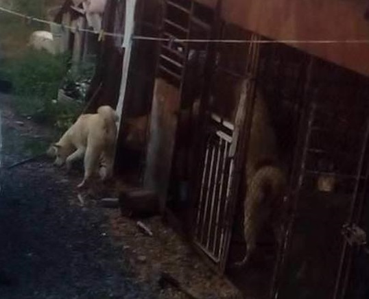 У циганському таборі Мукачева виявили зниклих породистих собак (ФОТО)
