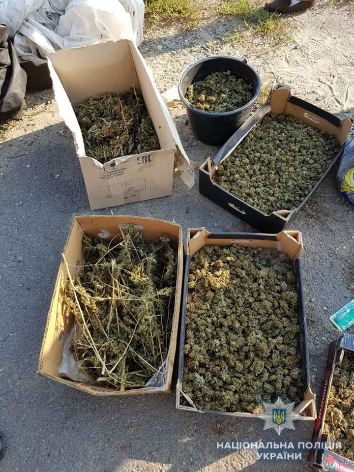 Закарпатцю, в якого виявили понад 70 кг марихуани, оголошено про підозру у незаконному посіві та вирощуванні конопель